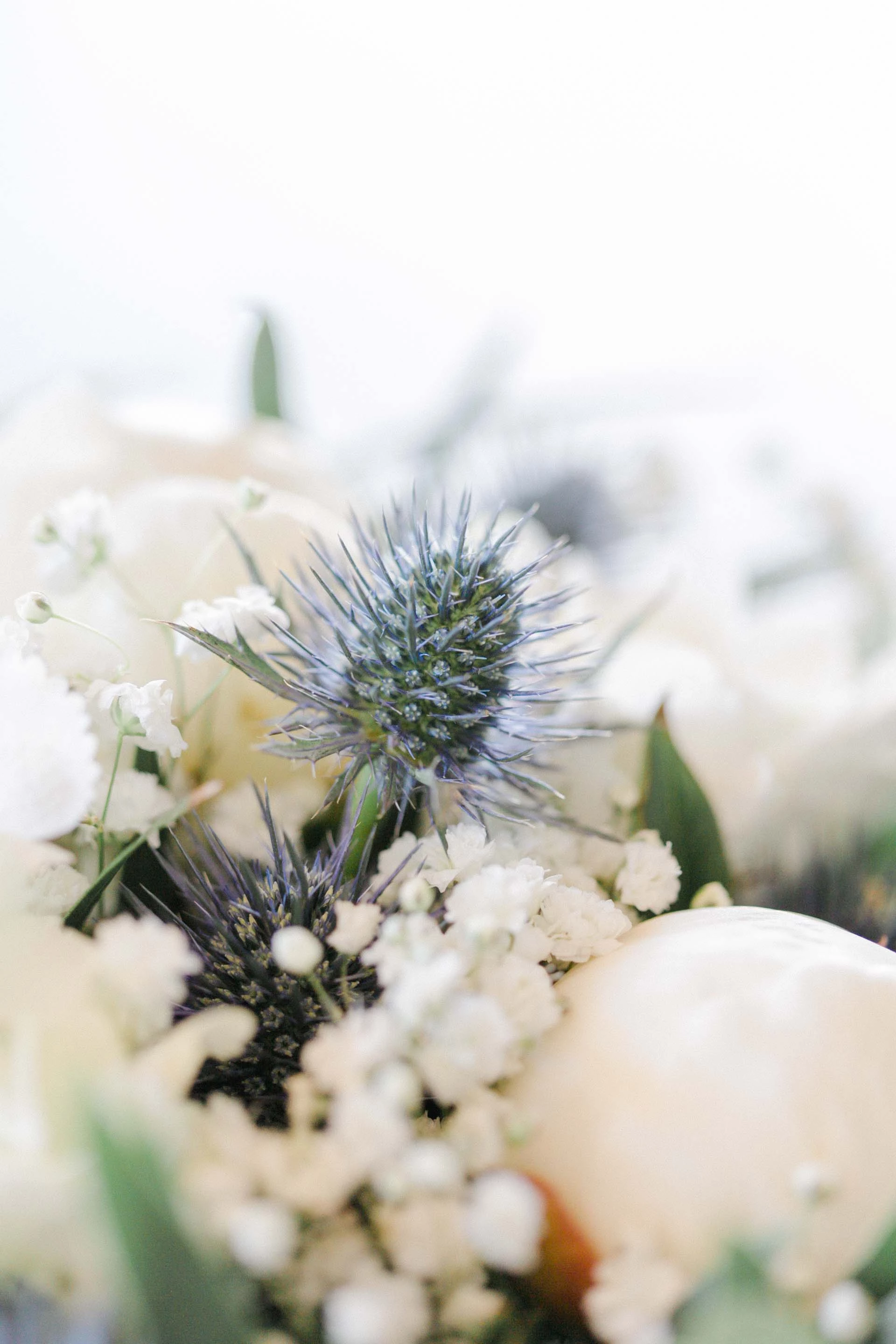 fleur pétale composition florale échinops gris